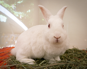 Habits of Rabbits 8 Sept