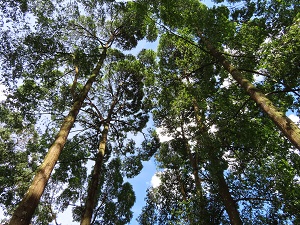 Marvellous Trees 6 Sept