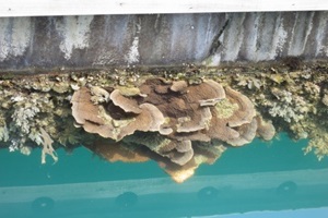 hard coral 
