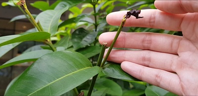 Identifying Nutrient Deficiency in Plants Identifying Nutrient Deficiency in Plants