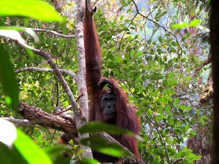 Orangutan Sarawak Forestry Corporation
