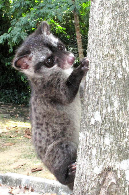 Common Palm Civet