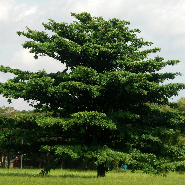 Adventure In Yokohama Citizen Forest Money Tree Forest