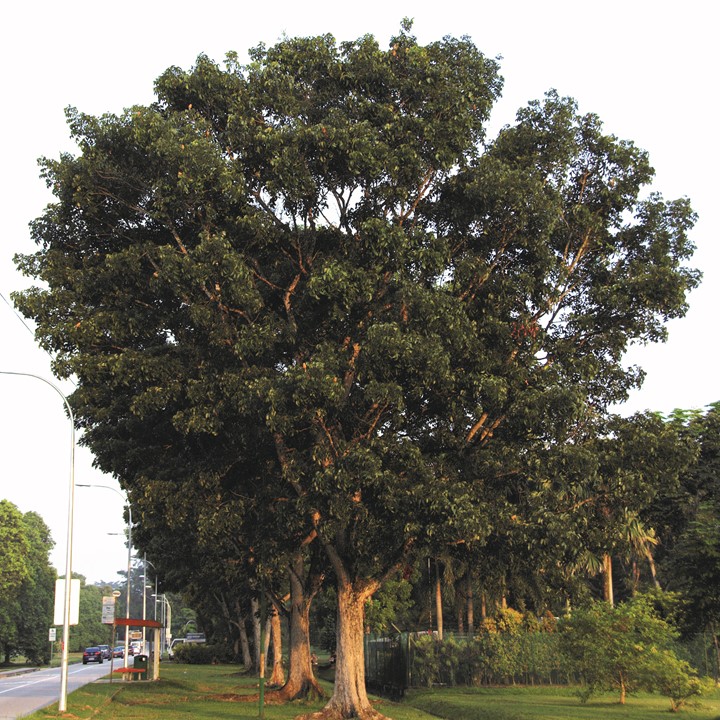 Thuja Green Giant Evergreen Trees For Sale Fastgrowingtrees Com