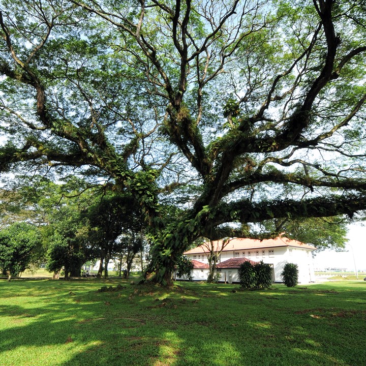 Benefits of Trees