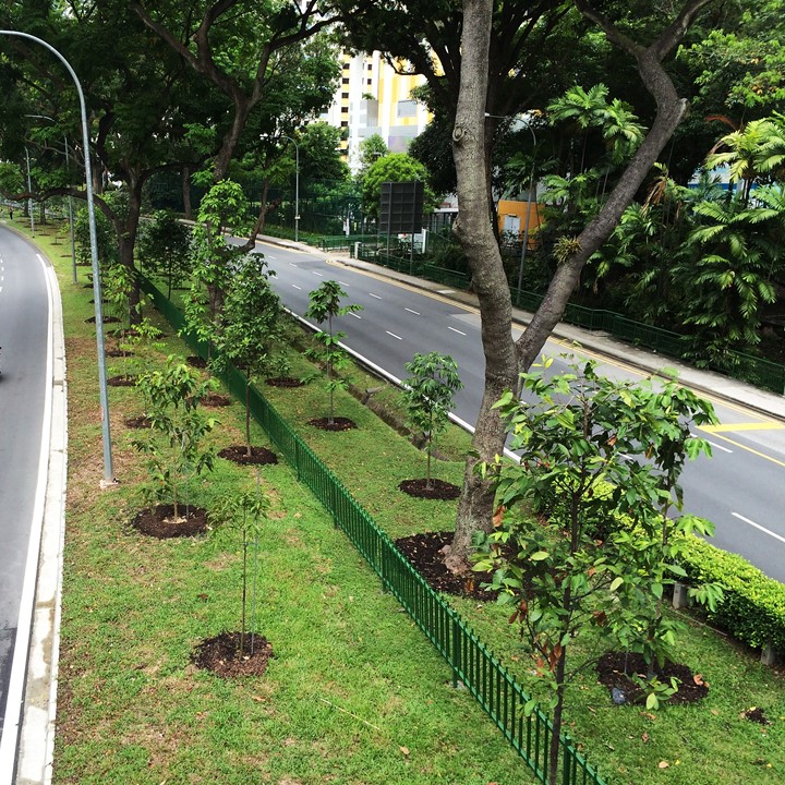 Urban Tree Removal: Expert Solutions for Urban Green Spaces