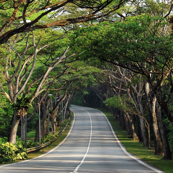 Heritage Roads and Heritage Trees Learning Journey What's On Activities National Parks
