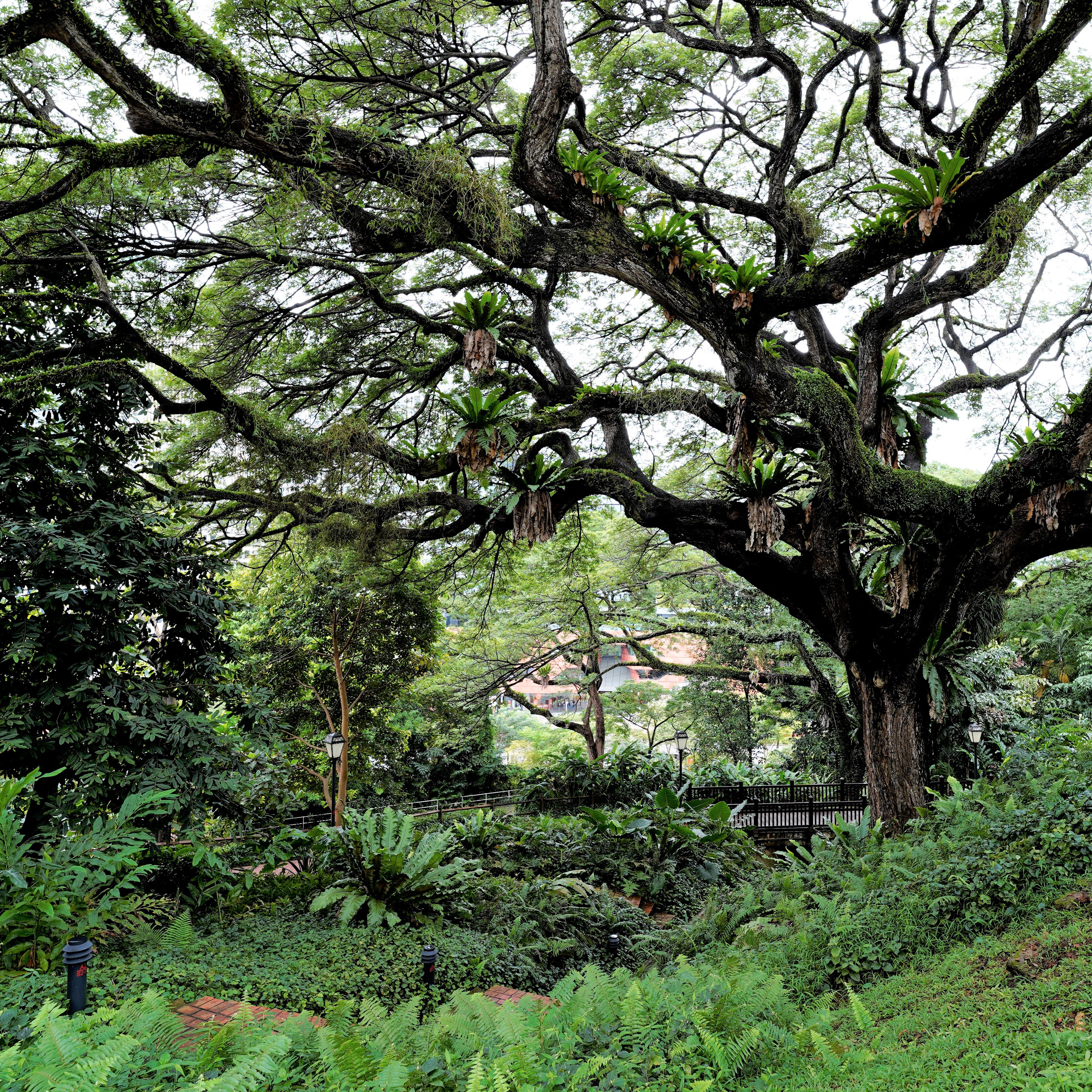 FamilyTrees