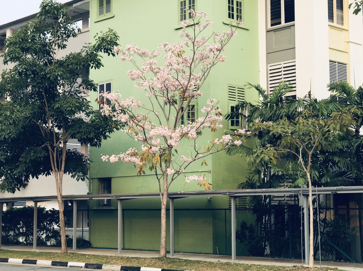Flowering Tree