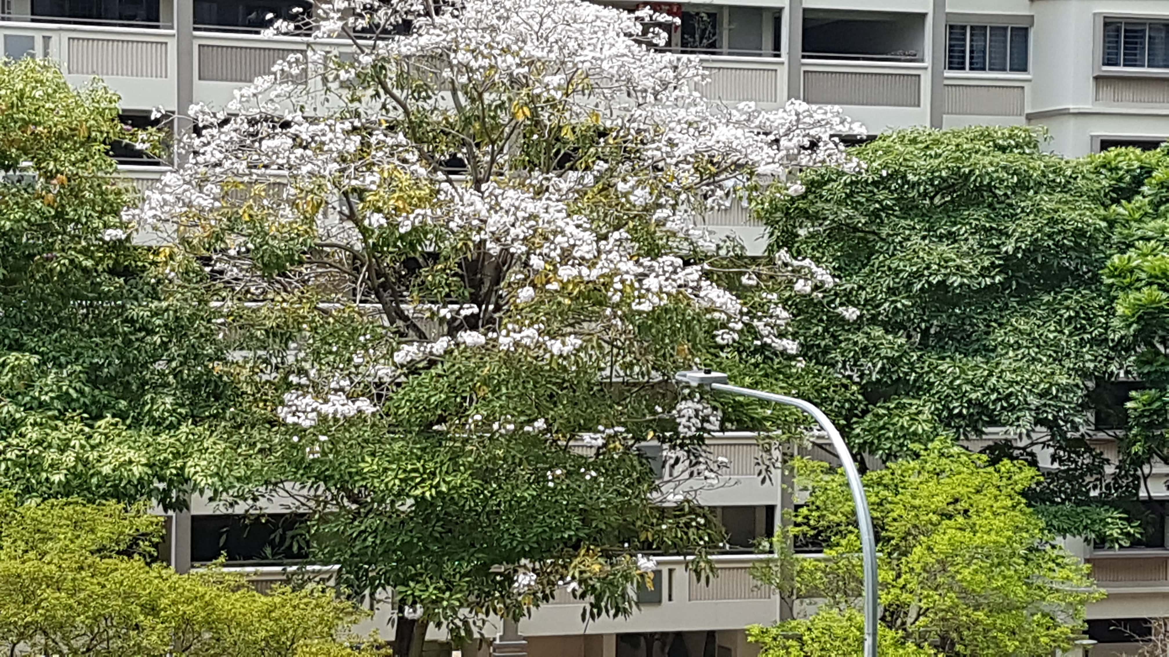 Flowering Tree