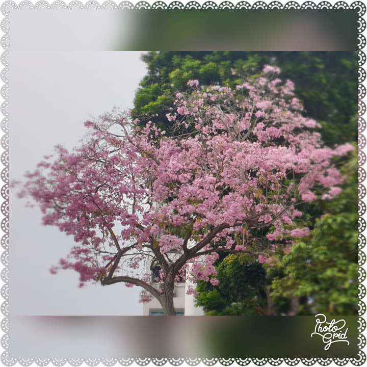 Flowering Tree