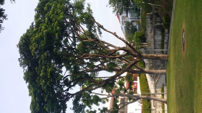 Flowering Tree