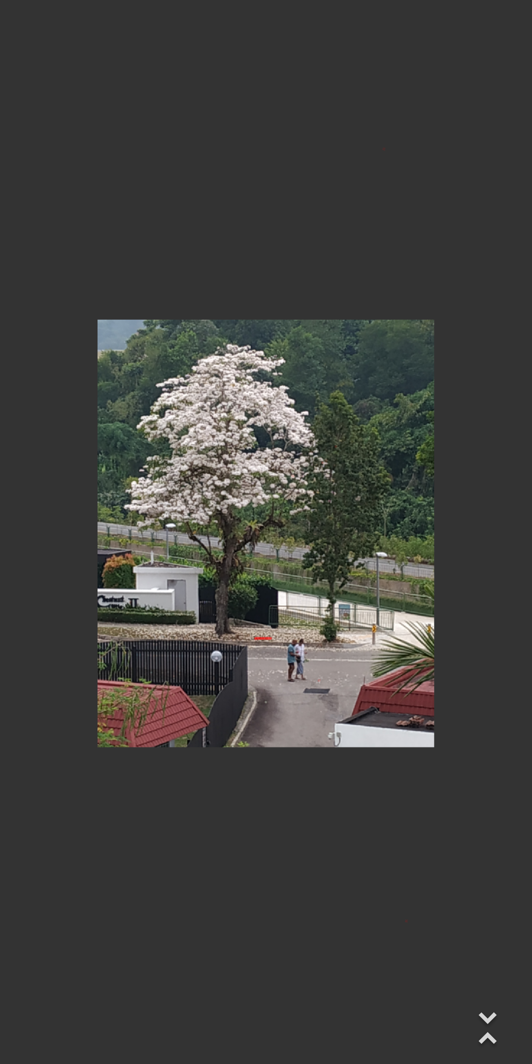 Flowering Tree