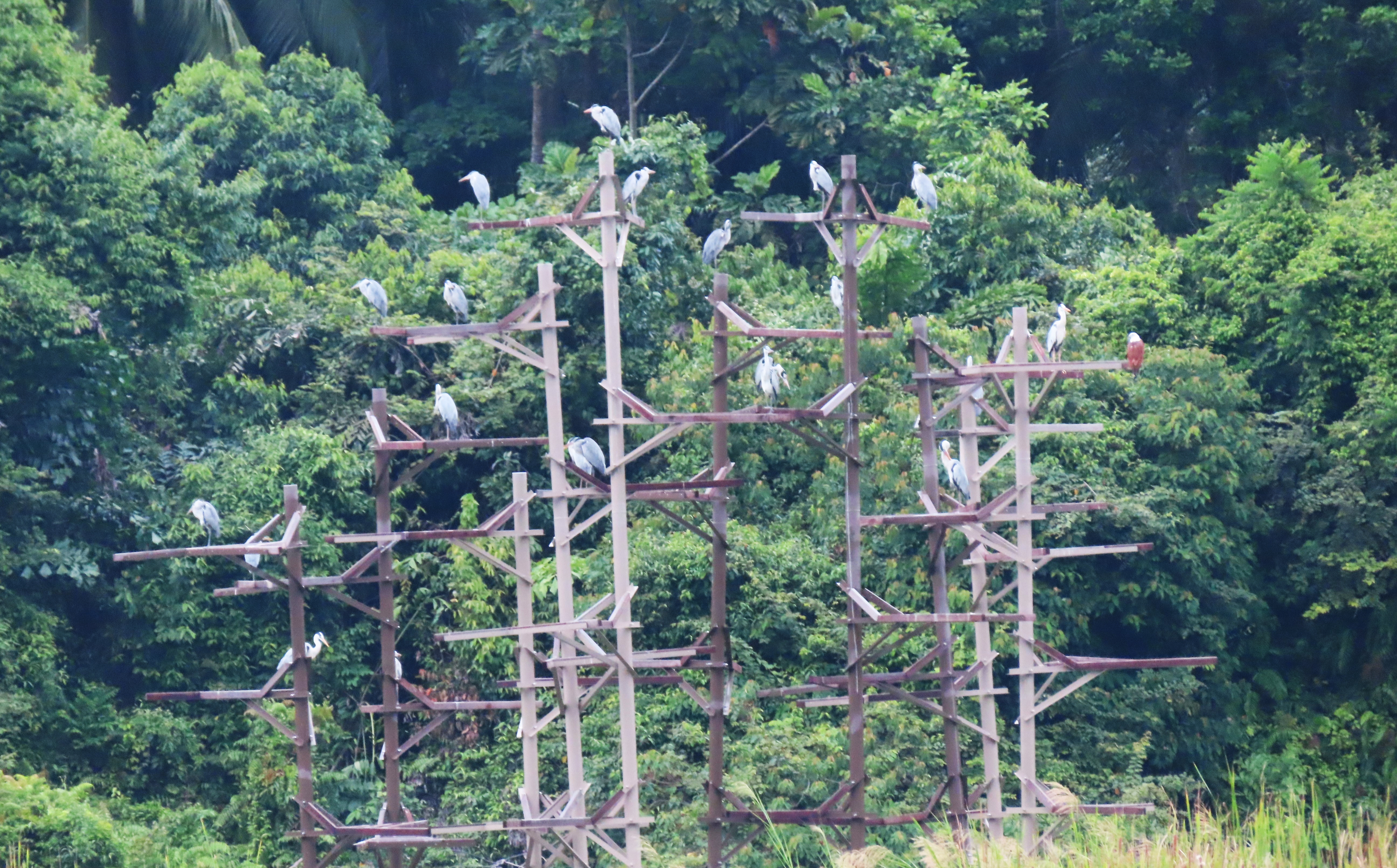 Heron Nesting Platform