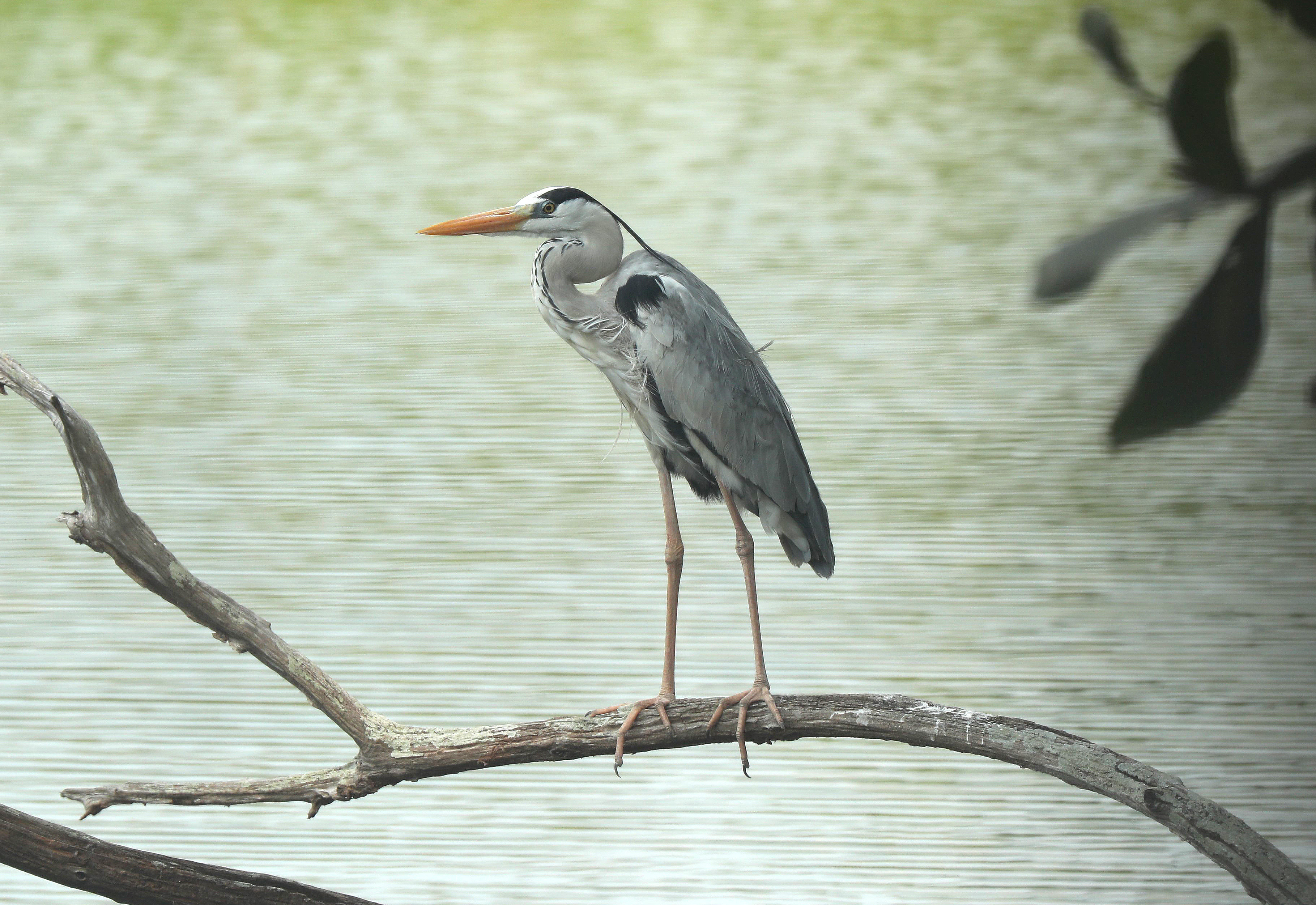 Grey Heron (Ardea cinerea) at Pekan Quarry