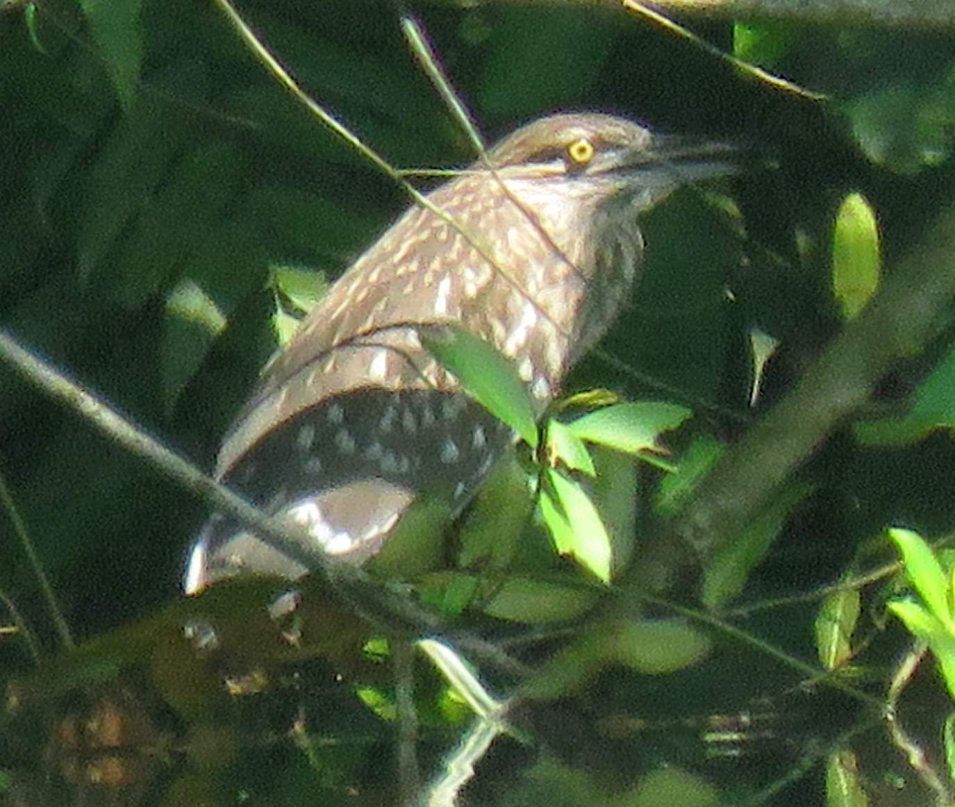 Black-crowned Night Heron