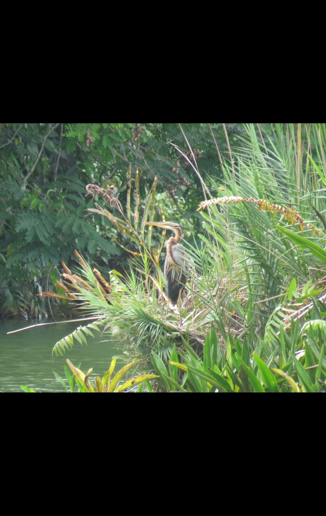 Purple Heron (Ardea purpurea)
