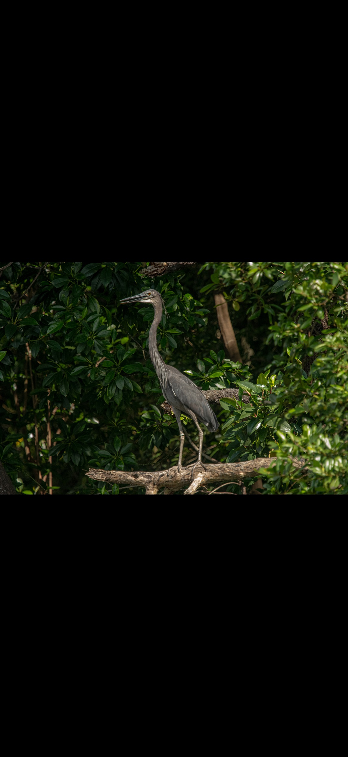  Great-billed Heron (Ardea sumatrana)