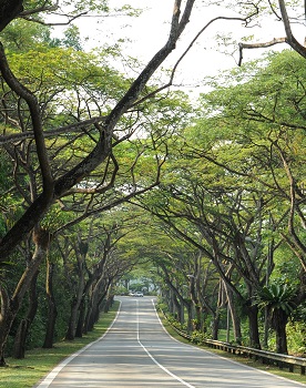 Raintree at Mandai Road