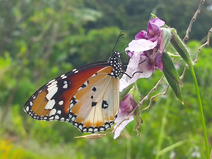 Incredible Insects 15 June