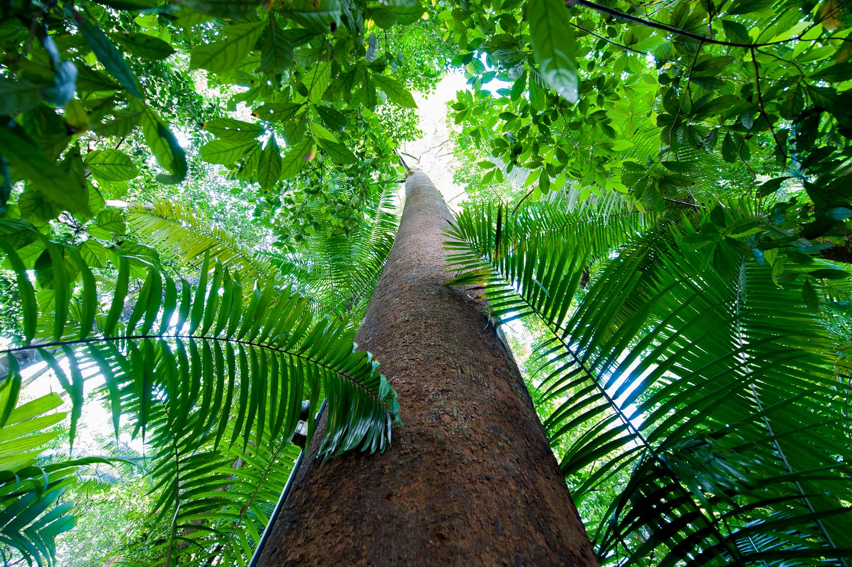 Trees in Rain Forest