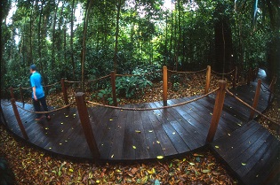Rain Forest boardwalk in Singapore Botanic Gardens