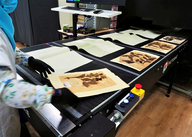 Staff removing herbarium specimen sheets that have been digitalised (Credit: Ethan Eng)