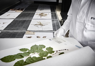 Staff placing herbarium sheet mounted with plant specimen on the digitalisation conveyor belt to be imaged