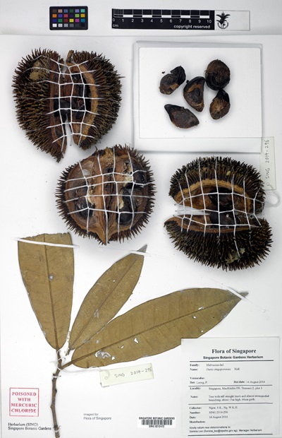 Herbarium Durio singaporensis