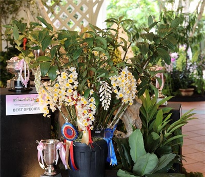 SGF Orchid Show