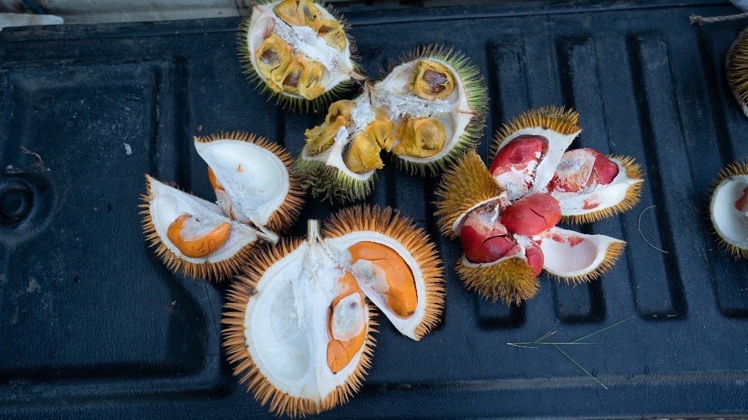 Colourful durians from our region: Photo credit S. K Ganesan