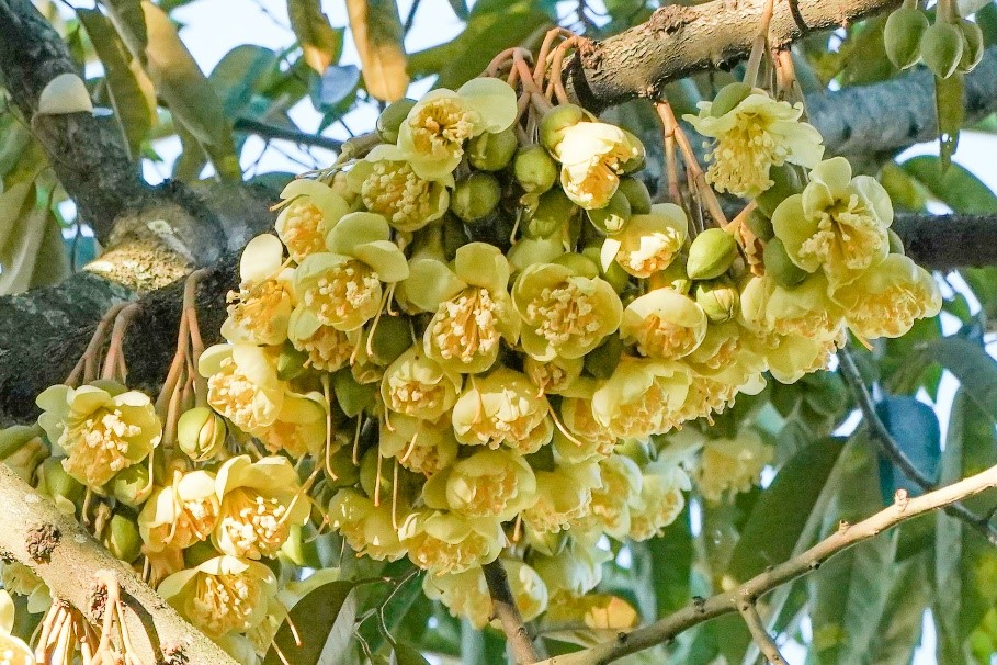 Flowers of the common edible durian, Durio zibethinus. Photo credit S. K Ganesan