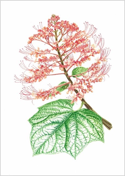 Clerodendrum paniculatum L., 2022. David H H Toh, Botanical Art Society (Singapore)