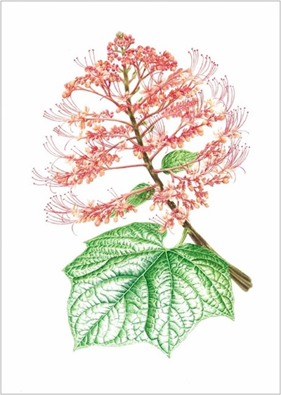 Clerodendrum paniculatum L., 2022. David H H Toh, Botanical Art Society (Singapore)