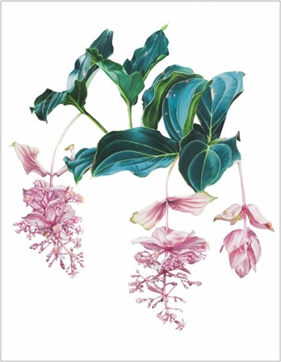 Medinilla magnifica Lindl., 2022. Jean Raynell Bello, Philippine Botanical Art Society
