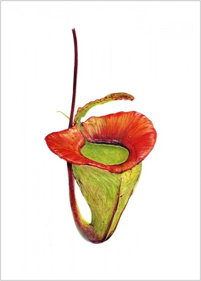Nepenthes jacquelineae C.Clarke, Troy Davis & Tamin, 2022. Linda Octavia, Indonesian Society of Botanical Artists