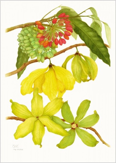 Huberantha jenkinsii (Hook.f. & Thomson) Chaowasku, 2022. Orawan Sungwornveshapan, Thai Botanical Artists