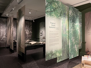 Tropical Forest Sceneries