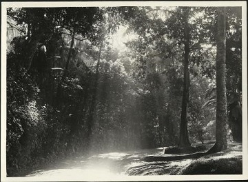 Morning Sunbeams, Lower Ring Road