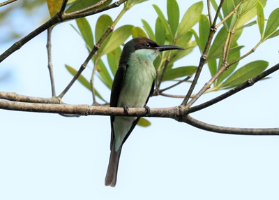 Blue-throated Bee-eater