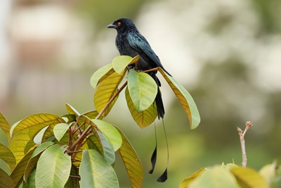 Greater Racket-tailed Drongo
