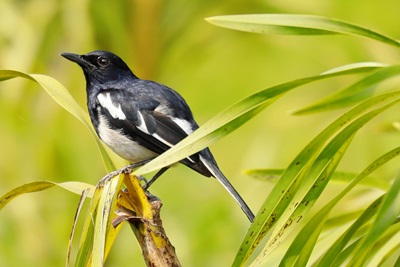 Oriental Magpie Robin