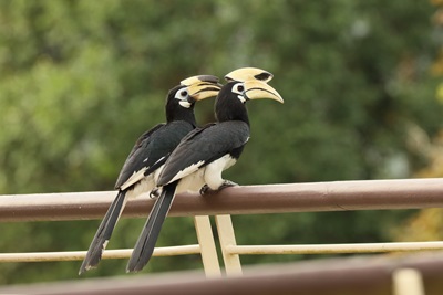 Oriental Pied Hornbill