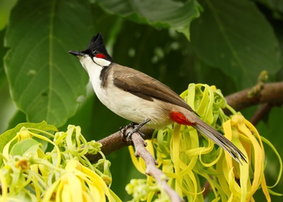 Red-whiskered Bulbul