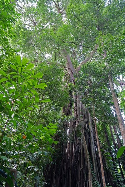 Ficus kerkhovenii