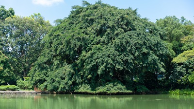 Ficus kurzii_SK Ganesan