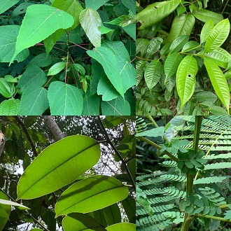 Leaves, leaves, and more leaves