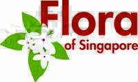 Logo for Flora of Singapore project depicting Kopsia singaporensis