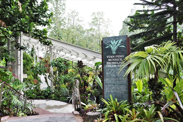 Yuen Peng McNeice Bromeliad House April 2021