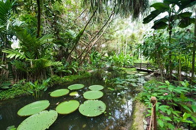 Pond in Ginger Garden